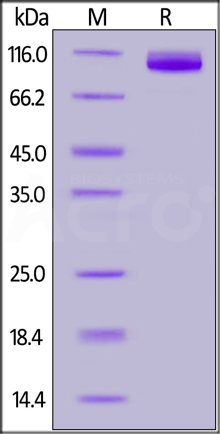 Human ALCAM, Fc Tag (Cat. No. CD6-H5259) SDS-PAGE gel