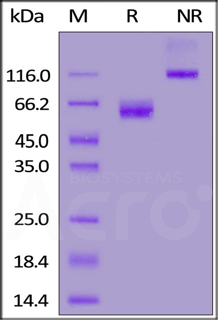 Cynomolgus / Rhesus macaque CD47, Fc Tag (Cat. No. CD7-C5252) SDS-PAGE gel