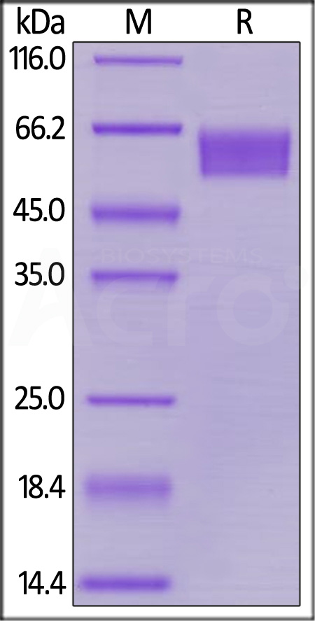 Human CD27, Fc Tag (Cat. No. CD7-H5254) SDS-PAGE gel