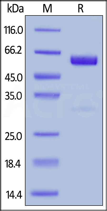 Human CD47, Fc Tag (Cat. No. CD7-H5256) SDS-PAGE gel
