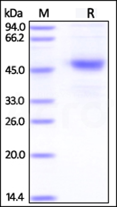 Human CD37, Fc Tag (Cat. No. CD7-H526x) SDS-PAGE gel
