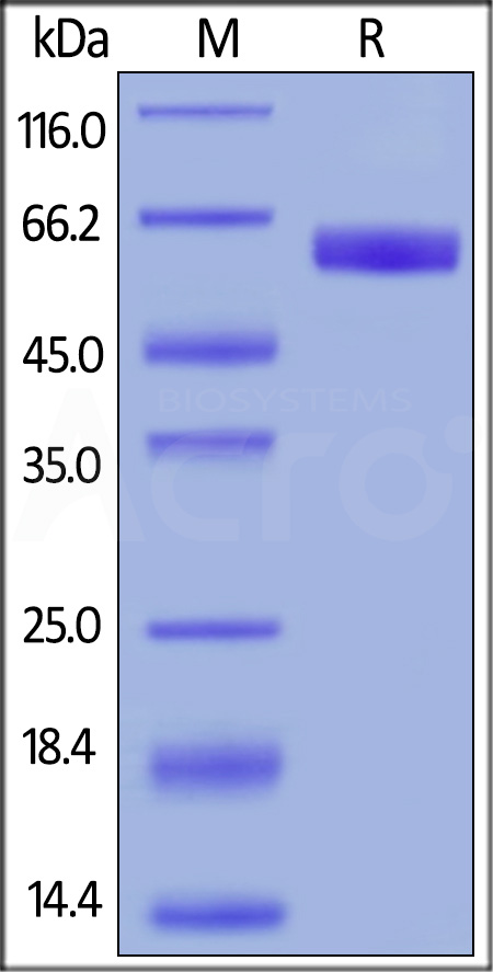 Human CD47, Mouse IgG2a Fc Tag, low endotoxin (Cat. No. CD7-H52A5) SDS-PAGE gel