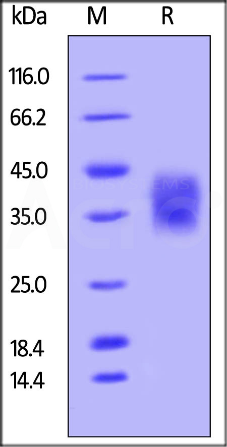 Unconjugated Human CD47, His,Avitag (Cat. No. CD7-HA2E9) SDS-PAGE gel