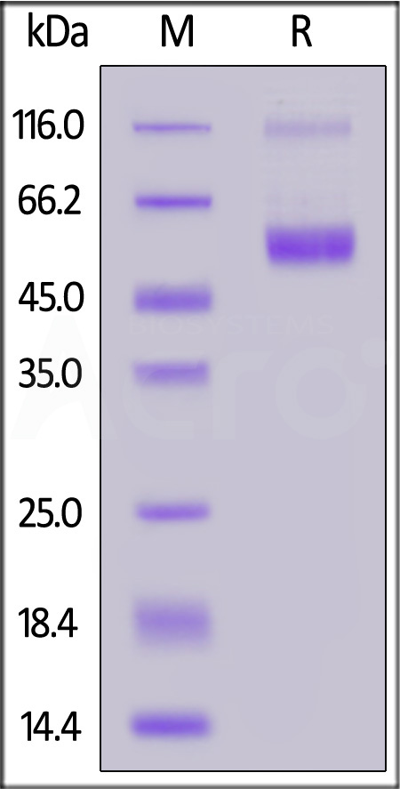 FITC-Labeled Human CD37, Fc Tag (Cat. No. CD7-HF26x) SDS-PAGE gel