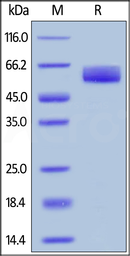 Human CD98, His Tag (Cat. No. CD8-H5247) SDS-PAGE gel