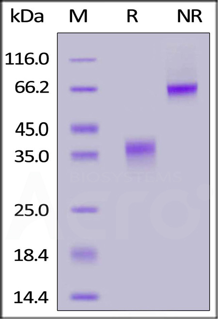 Biotinylated Mouse CD28, His,Avitag (Cat. No. CD8-M82E3) SDS-PAGE gel