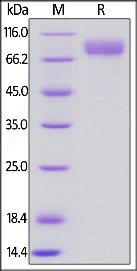 Human CD19 (20-291), Llama IgG2b Fc Tag, low endotoxin (Cat. No. CD9-H5250) SDS-PAGE gel