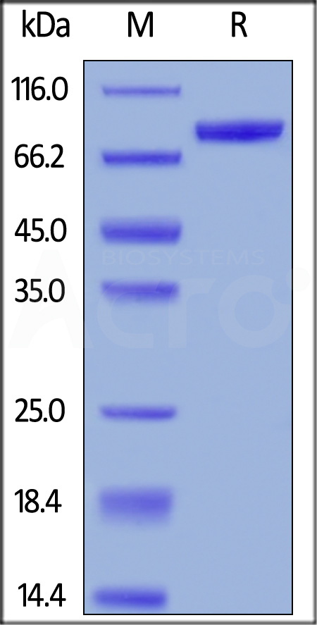 Human CD19 (20-291), Fc Tag (Cat. No. CD9-H5251) SDS-PAGE gel