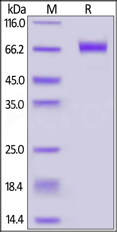 Biotinylated Human CD39, His,Avitag (Cat. No. CD9-H82E5) SDS-PAGE gel