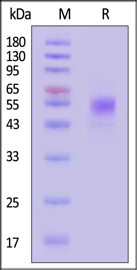 Biotinylated Human CD19 (20-291), His,Avitag (Cat. No. CD9-H82E9) SDS-PAGE gel