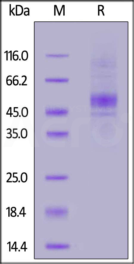 FITC-Labeled Human CD19 (20-291), His Tag (Cat. No. CD9-HF2H2) SDS-PAGE gel