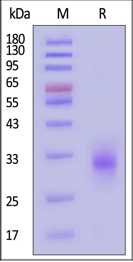 Human CD32a (R167), His Tag (Cat. No. CDA-H5221) SDS-PAGE gel