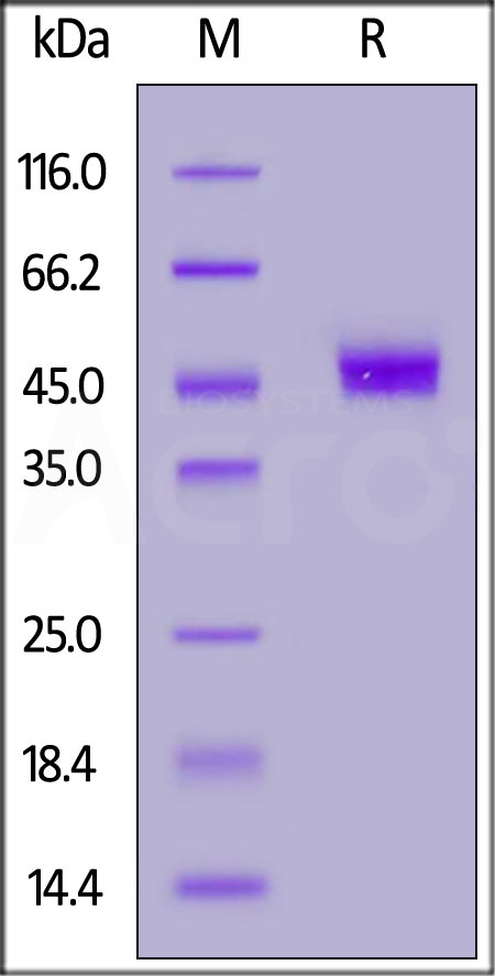 Human CD3 gamma, Fc Tag (Cat. No. CDA-H5254) SDS-PAGE gel