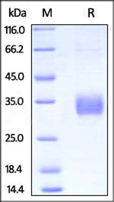 Biotinylated Human CD32a (H167), Avitag,His Tag (Cat. No. CDA-H82E6) SDS-PAGE gel