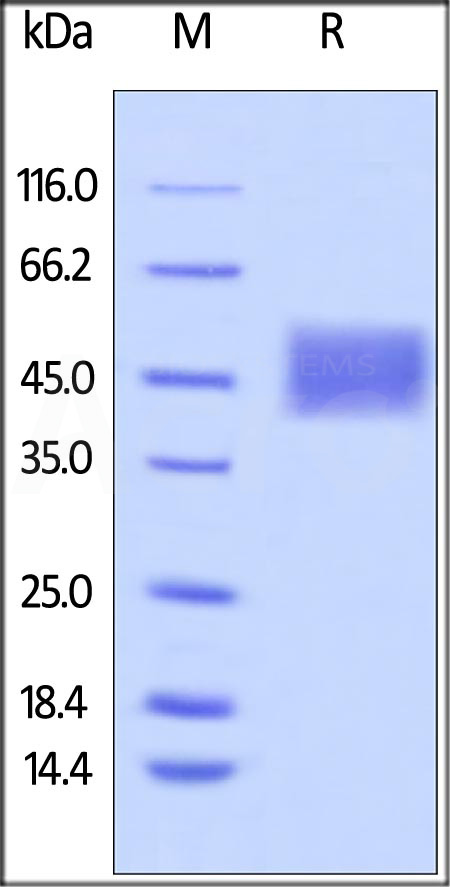 Biotinylated Human CD16a (F176), Avitag,His Tag (Cat. No. CDA-H82E8) SDS-PAGE gel