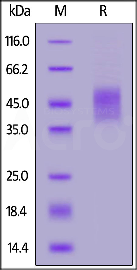 Biotinylated Human CD16a (V176), Avitag,His Tag (SPR & BLI verified) (Cat. No. CDA-H82E9) SDS-PAGE gel