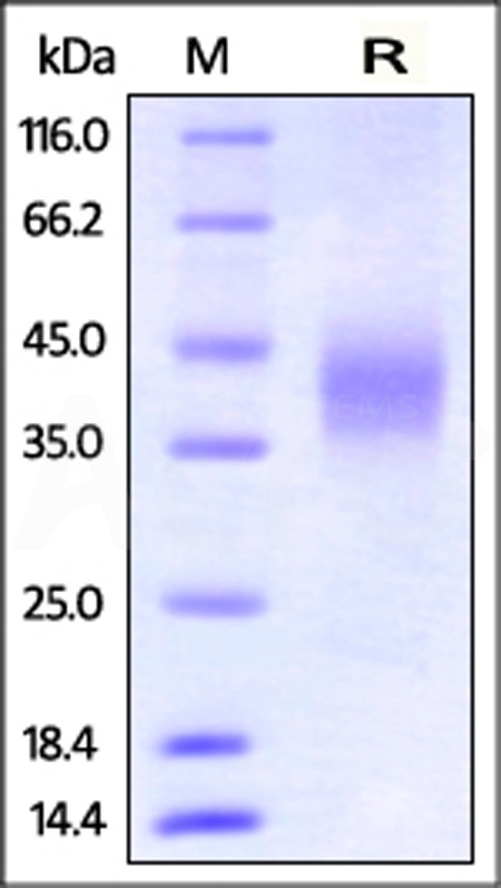Mouse CD16, His Tag (Cat. No. CDA-M52H8) SDS-PAGE gel