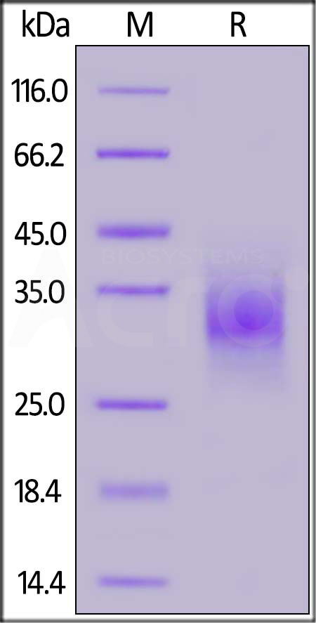 Rhesus macaque CD32a, His Tag (Cat. No. CDA-R52H4) SDS-PAGE gel