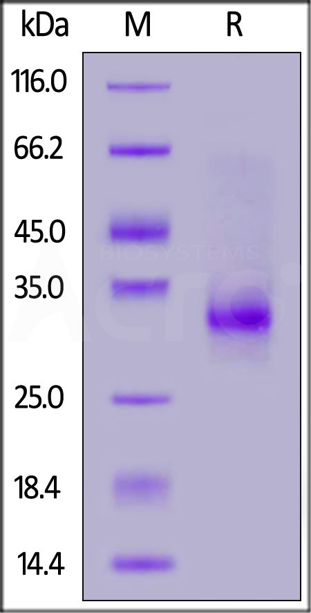 Cynomolgus CD32b, His Tag (Cat. No. CDB-C5224) SDS-PAGE gel
