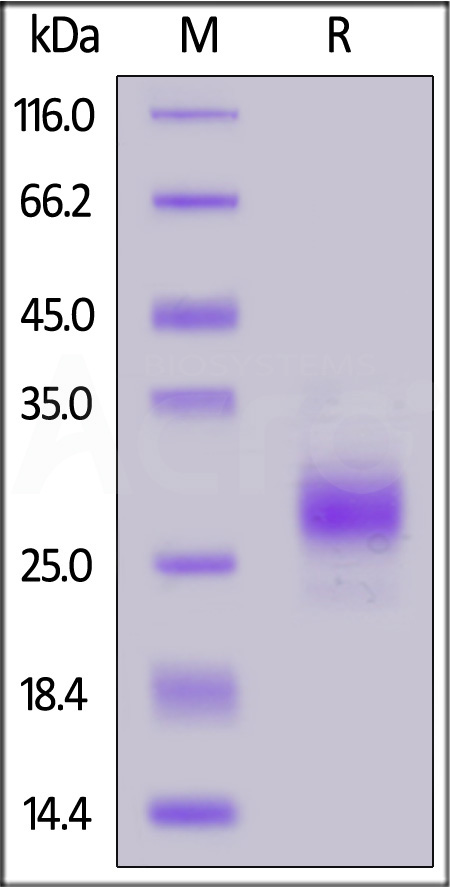 Cynomolgus CD79B, His Tag (Cat. No. CDB-C52H3) SDS-PAGE gel