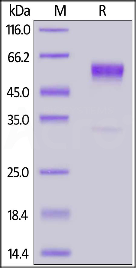 Human CD79B, Fc Tag (Cat. No. CDB-H5259) SDS-PAGE gel