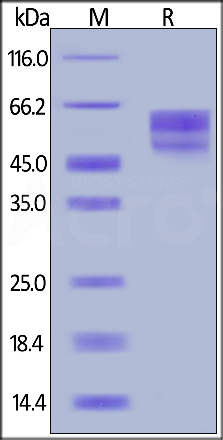 Cynomolgus CD3E&CD3D Heterodimer Protein, Llama Fc&Llama Fc, low endotoxin (Cat. No. CDD-C5259) SDS-PAGE gel