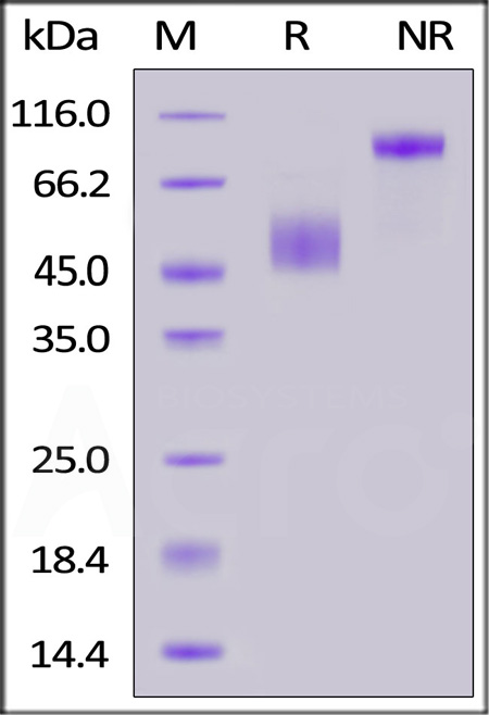 Human CD3E&CD3D Heterodimer Protein, Fc Tag&Fc Tag (Cat. No. CDD-H5255) SDS-PAGE gel