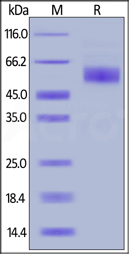 Human CD3E&CD3D Heterodimer Protein, Llama Fc&Llama Fc, low endotoxin (Cat. No. CDD-H5258) SDS-PAGE gel