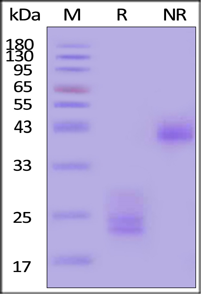 Biotinylated Human CD3E&CD3D Heterodimer Protein, His,Avitag&Tag Free (Cat. No. CDD-H82W6) SDS-PAGE gel