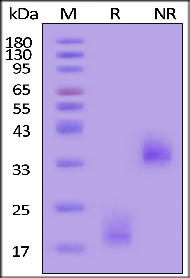 Cynomolgus CD3 epsilon, His Tag (Cat. No. CDE-C5226) SDS-PAGE gel