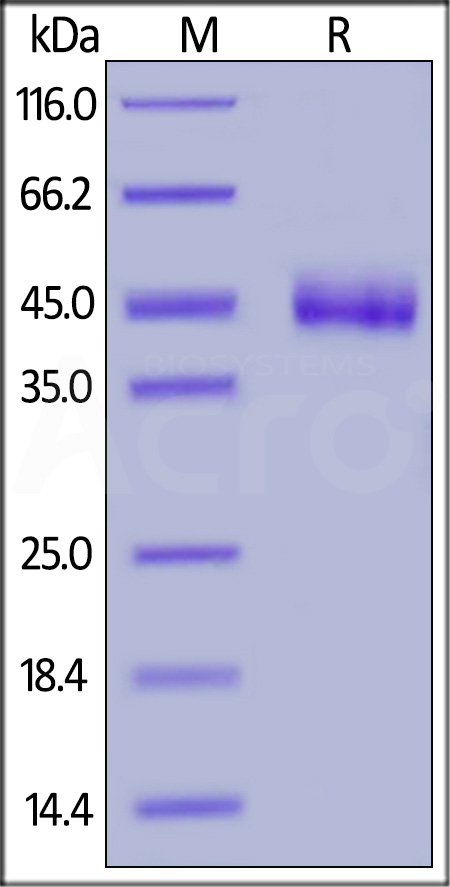 Cynomolgus CD3 epsilon, Fc,His Tag (Cat. No. CDE-C5254) SDS-PAGE gel