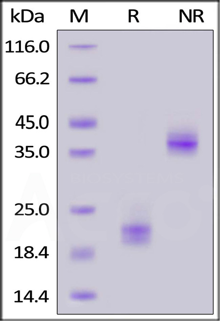 Human CD3 epsilon, His Tag (Cat. No. CDE-H5223) SDS-PAGE gel
