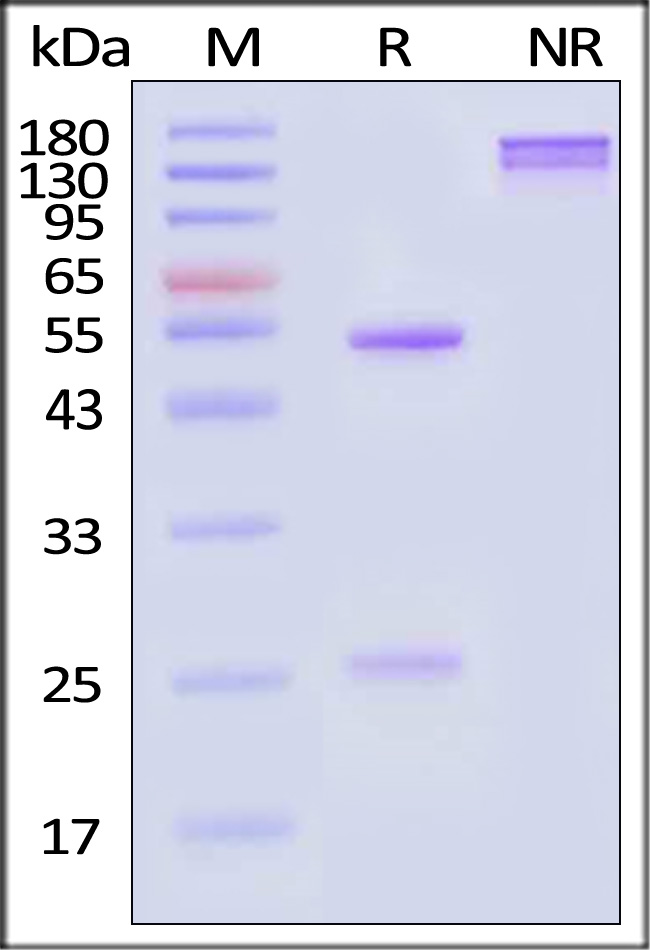 Monoclonal Anti-Human CD3 Antibody, Mouse IgG2a (Clone: OKT3) (Cat. No. CDE-M120a) SDS-PAGE gel