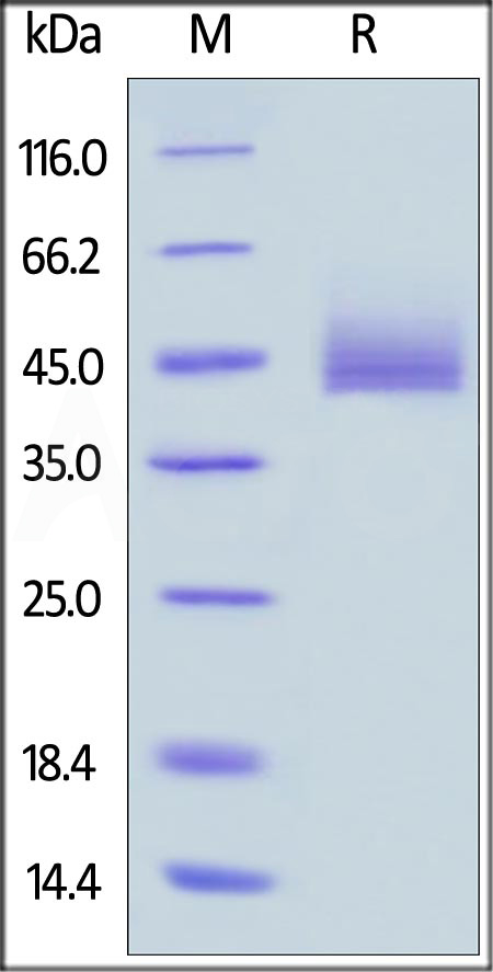 Human CD3E&CD3G Heterodimer Protein, Fc,His Tag&Fc,Flag Tag (Cat. No. CDG-H52W9) SDS-PAGE gel
