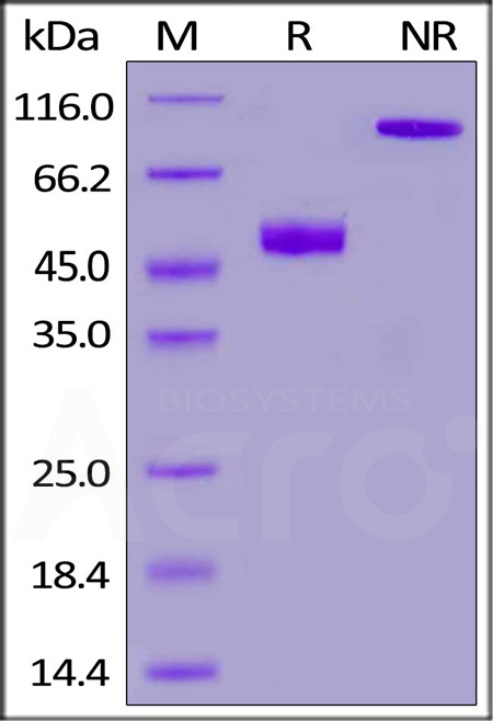 Mouse CD3E&CD3G Heterodimer Protein,Fc,His Tag&Fc,Flag Tag (Cat. No. CDG-M52W2) SDS-PAGE gel