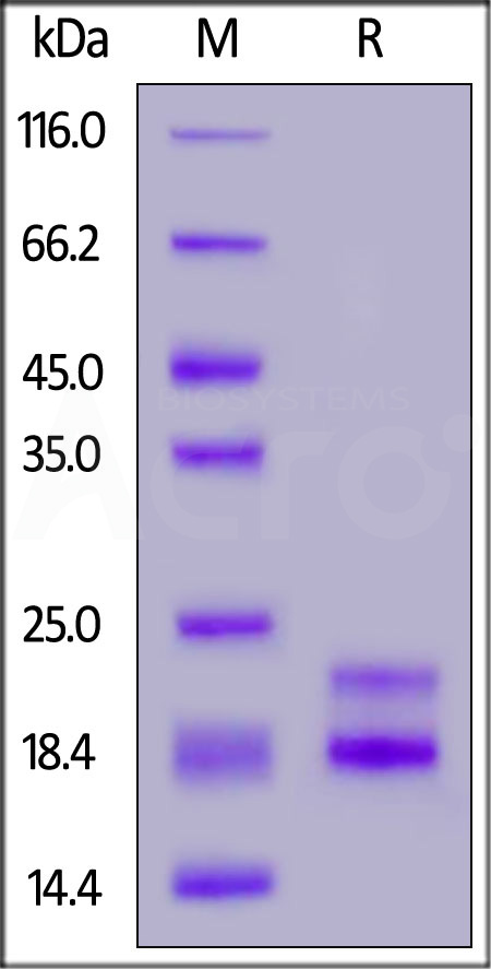 Rabbit CD3E&CD3G Heterodimer Protein, His Tag&Flag Tag (Cat. No. CDG-RB52D5) SDS-PAGE gel