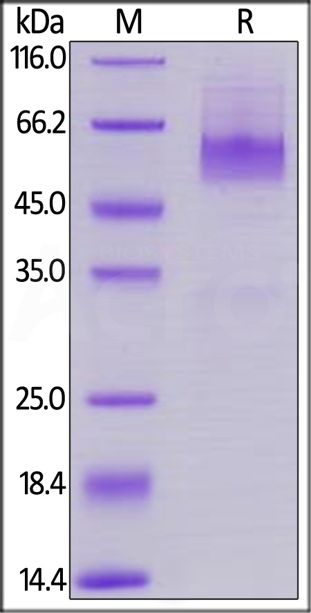 CD27 Ligand SDS-PAGE
