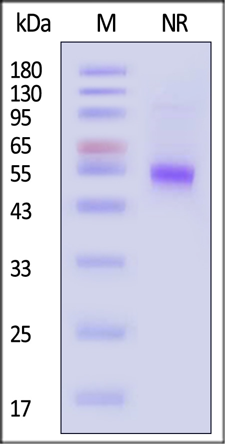 CD40 Ligand SDS-PAGE