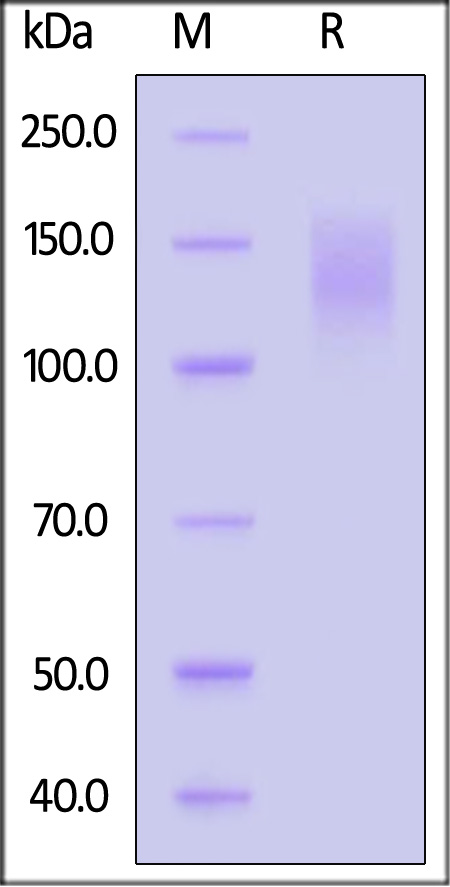 Biotinylated Cynomolgus CEACAM-5, His,Avitag (Cat. No. CE5-C82E6) SDS-PAGE gel
