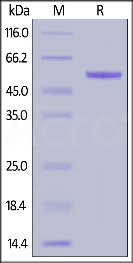 Rhesus macaque Complement Factor D, Fc Tag (Cat. No. CFD-R5255) SDS-PAGE gel