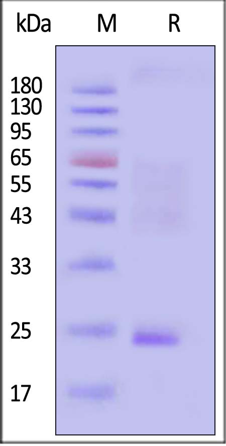 Human Claudin-9, His,Twin-Strep Tag (Cat. No. CL9-H5586) SDS-PAGE gel