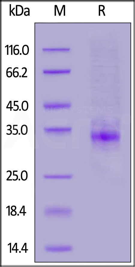 Mouse CLEC12A, His Tag (Cat. No. CLA-M5244) SDS-PAGE gel