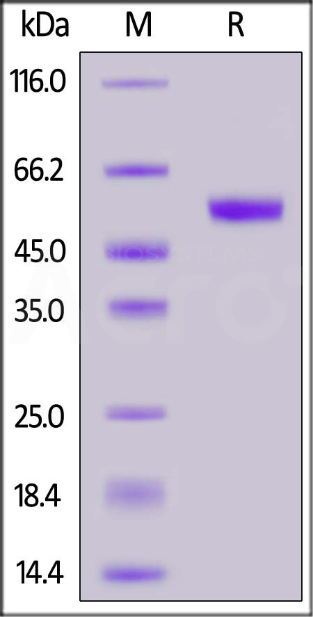 Human CLEC4C, Fc Tag (Cat. No. CLC-H5254) SDS-PAGE gel