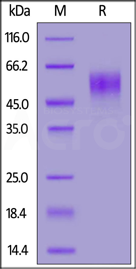 Human CD200 R1, His Tag (Cat. No. CR2-H52H6) SDS-PAGE gel