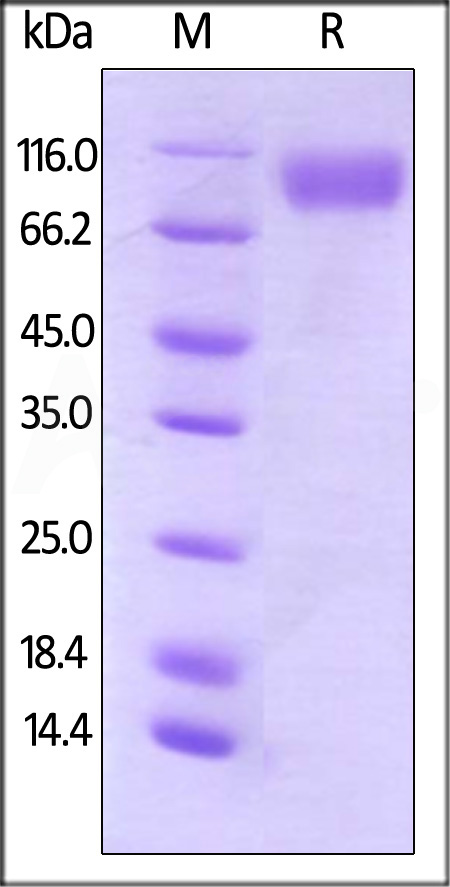 Biotinylated Human CD200 R1, Fc,Avitag (Cat. No. CR2-H82F4) SDS-PAGE gel