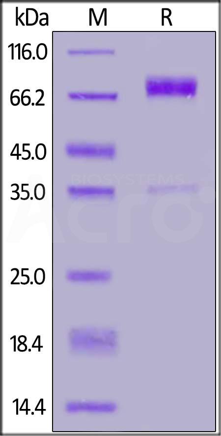 Cynomolgus CRTAM, Fc Tag (Cat. No. CRM-C5255) SDS-PAGE gel