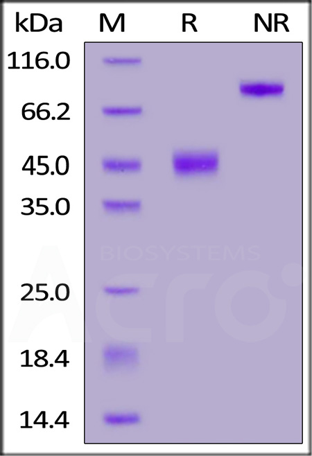 Cynomolgus / Rhesus macaque CTLA-4, Fc Tag (Cat. No. CT4-C5256) SDS-PAGE gel