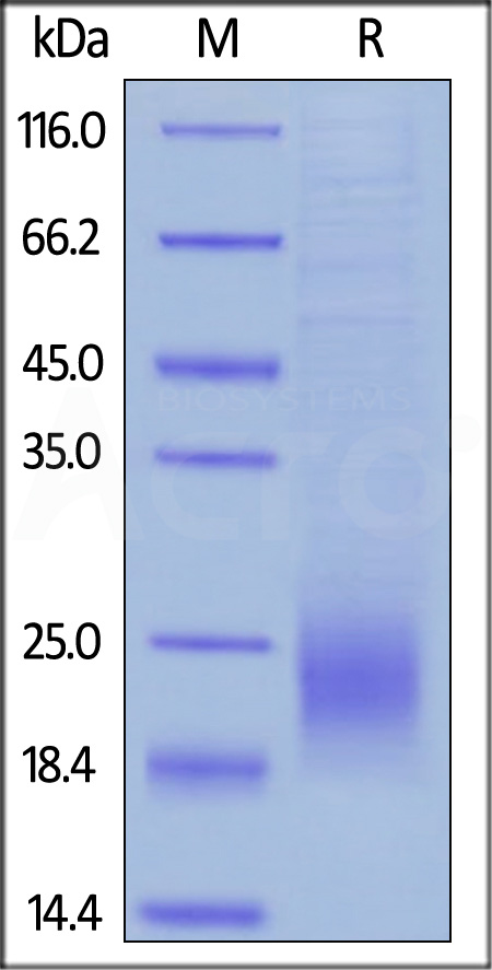 Biotinylated Cynomolgus / Rhesus macaque CTLA-4, Avitag,His Tag (Cat. No. CT4-C82E5) SDS-PAGE gel