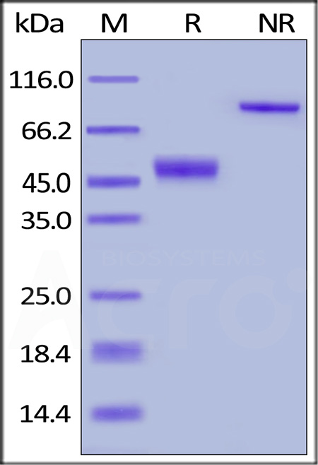 Human CTLA-4, Fc Tag (Cat. No. CT4-H5255) SDS-PAGE gel