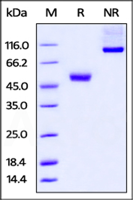 Human CTLA-4, mouse IgG2a Fc tag, low endotoxin (Cat. No. CT4-H52A4) SDS-PAGE gel